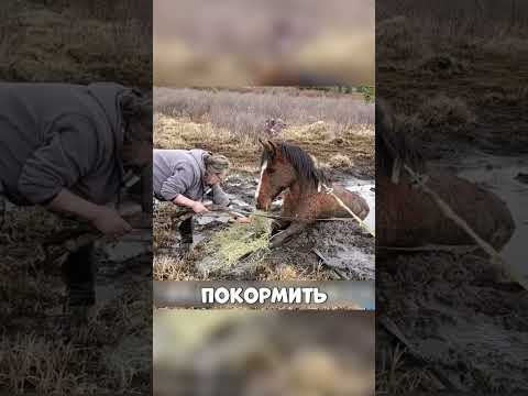 ЖЕРЕБЁНОК позвал людей спасти МАМУ 🥺🔥🐴