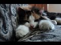 Ronronnement du chat pour sendormir et bien dormir  bruit blanc relaxation