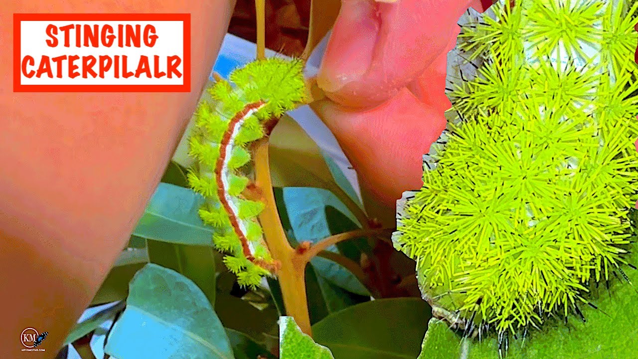 RAISING STINGING IO MOTH CATERPILLARS - YouTube