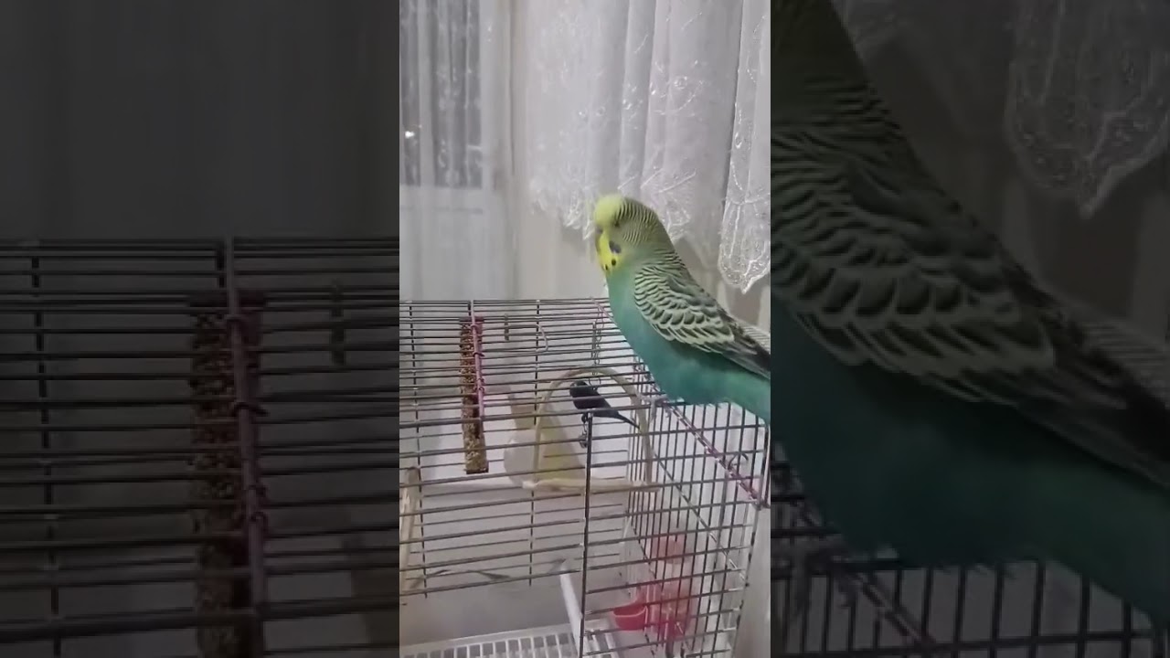 10 Kasım 2025 #birds #budgies #talkingparot #parrot #cute #blackfacebudgie #lovebirds #parakeet