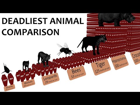 Video: What Is The Most Dangerous Animal For Humans