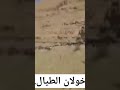 شاهد نكف خولان ورضوخ قيادة المليشيات خلال ساعات قليله