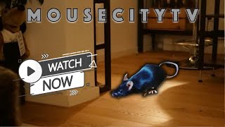 MouseCityQuickTV  Black mouse free night run