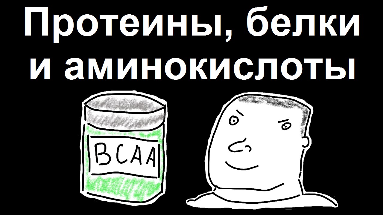 Протеины, белки и аминокислоты, что это такое