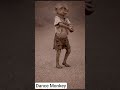 Dance Monkey Ai #trend #dance