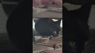 Şaşılar Özeldir Şembe लल Şfet