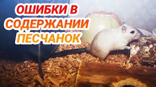 Ошибки в содержании песчанок. Монгольские песчанки