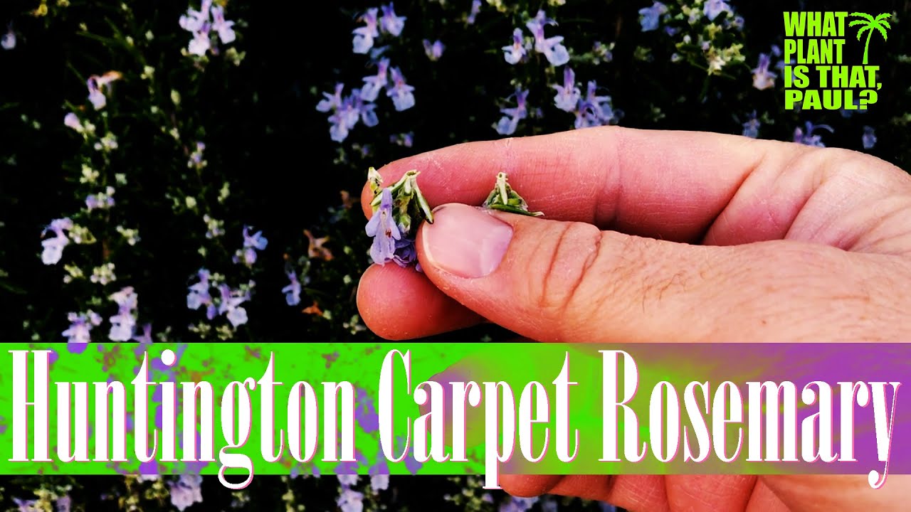 Huntington Carpet Rosemary outstanding for cascading from retaining