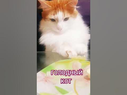 кот и сыр . голодный кот - YouTube