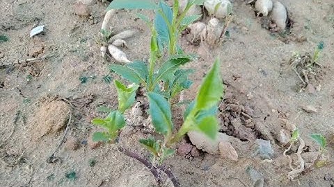 Trồng Hoa Thược Dược Giữ Giống  Trồng Vào Thời Điểm Nào Cây Phát Triển Tốt Nhất [Dahlia]