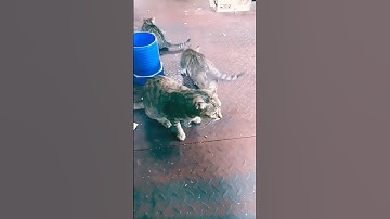 Puzzle Cats - Gameplay Walkthrough (iOS & Android)#shorts #trending #gaming#newgame