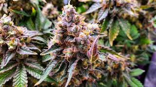 Jesień u Farmera 🍁🍂 Animal Crackers-Dzień 53 FLO