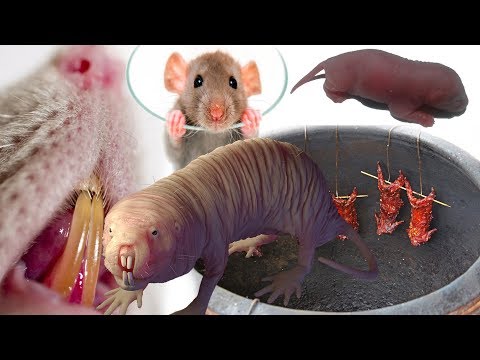 Vídeo: Fatos interessantes sobre ratos