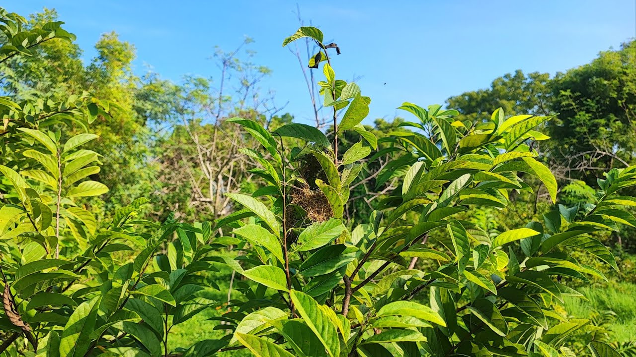 Ngejar Anakan Kutilang Dari Sarangnya Ngebolang Mencari Sarang Burung