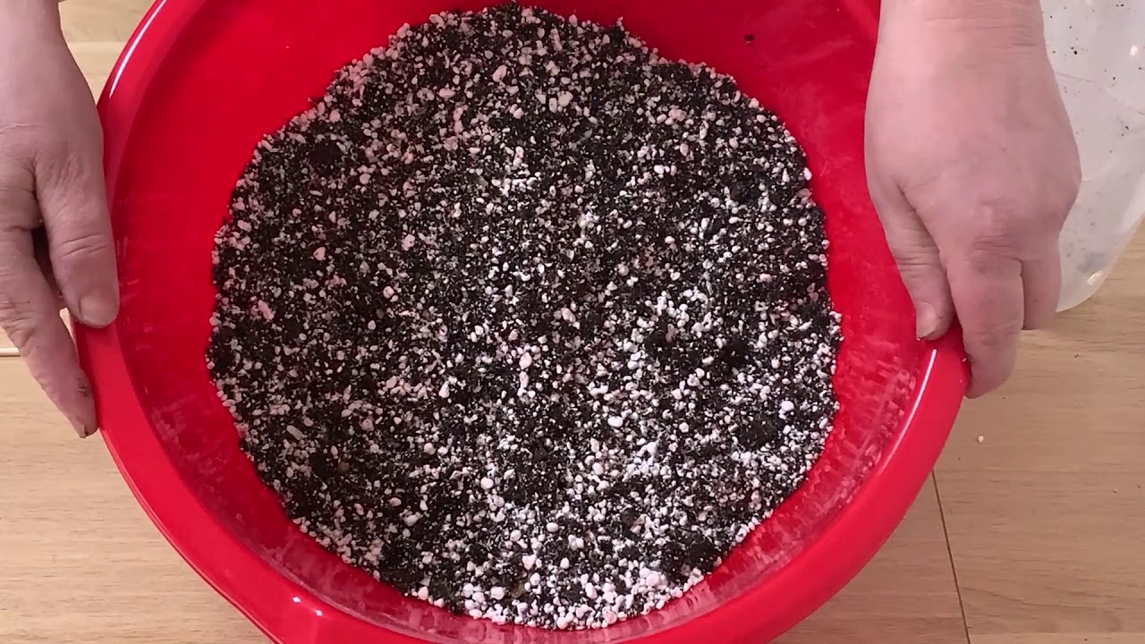 Cum INSAMANTAM SEMINTELE de MUSCATE  pentru a avea o GERMINATIE maxima -partea 1.