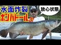 あのトップウォーターで高級魚のアロアナ釣ってみた #5