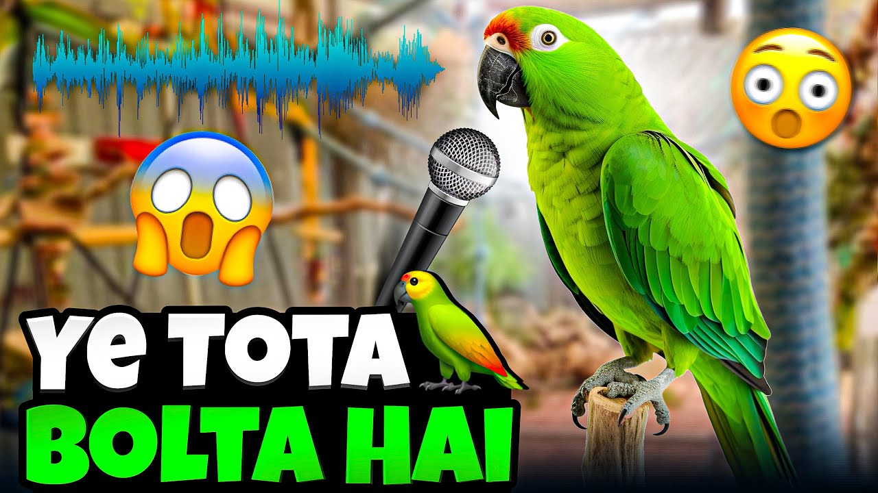 Real Talking Parrot Caught on Camera | Raw Parrot Talking Video 