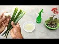 How to make natural pesticide using garlic and aloe vera | Best pesticide for plants