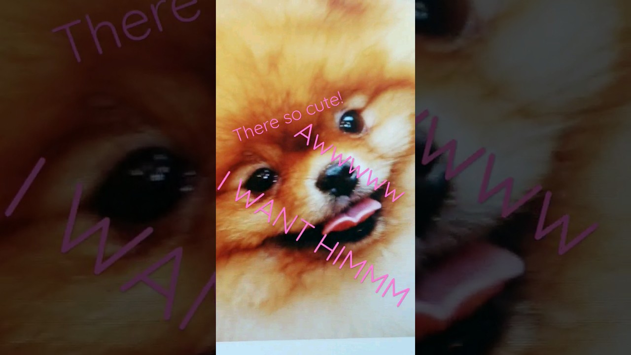 The most cutest dogs on earth!🙀 YouTube