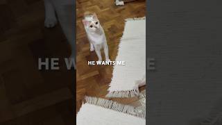 Cat Wants Playtime With Hooman