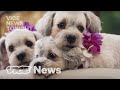 South koreas dog cloning industry