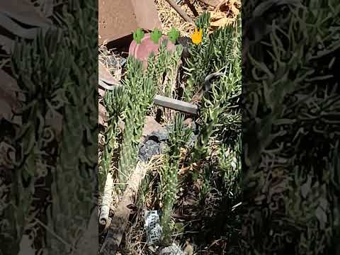 اندر انواع الصبار نمت في حديقتي        