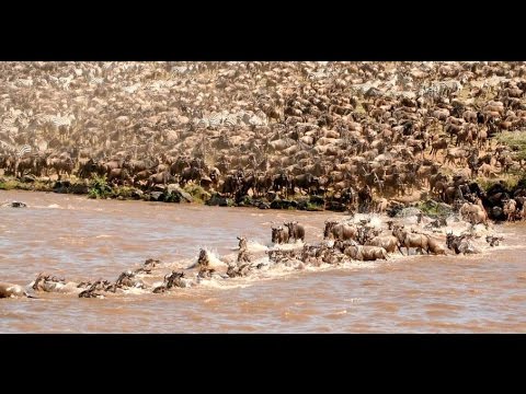 top movies on netflix Great Migration of wildebeest
