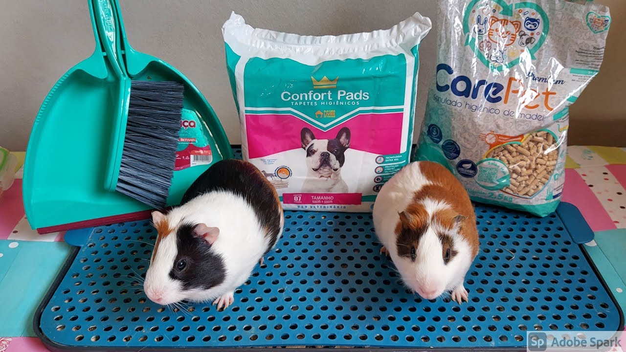 Tudo sobre BANHEIRINHO para porquinho da índia (polêmico ou não rs)