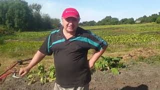 видео: копаю картошку транспортерной копалкой на тяжелом грунте! картинка: копаю картошку транспортерной копалкой на тяжелом грунте!