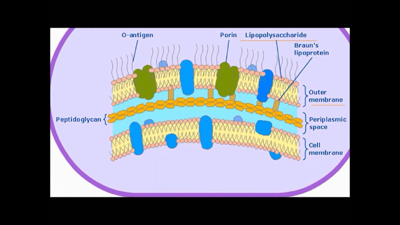 Bacterial Endotoxin - YouTube