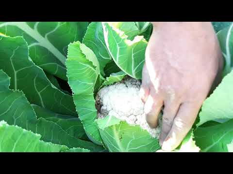Video: Bahçemde Brokoli, Alabaş, Savoy, Karnabahar Ve Diğer Lahanalar
