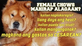 KAILAN DAPAT PA STUD ANG CHOW AT KELAN SILA MANGANGANAK? FEMALE CHOWS MAHIRAP ALAGAAN?