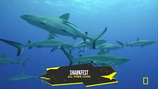 National Geographic CA Promo - Sharkfest All Week Long #1