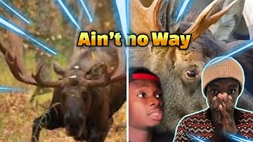 DNasty reaction to (Why Moose are the Greatest Threat to National Security