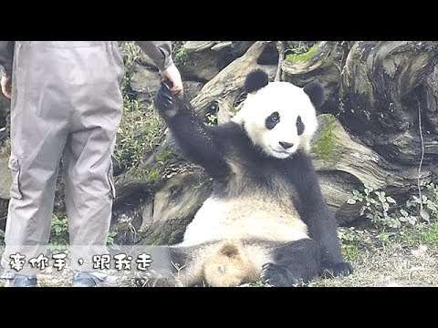 《熊貓早晚安》我可不是你牽個手手就能撩到的女孩！ | iPanda