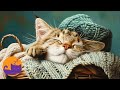 Extremely relaxing music for cats  sleep  separation anxiety relief