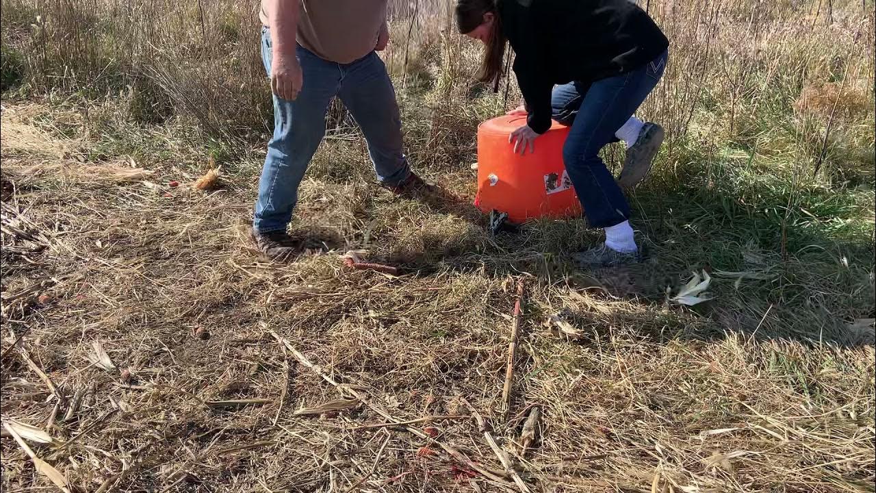 Bobcat release. Iowa trapping season 2021 YouTube