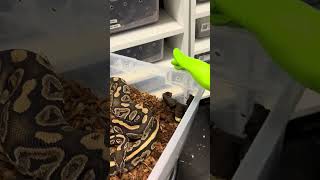 Feeding day turned into cleaning day!! #snake #reptiles #ballpython #python #reptilelife