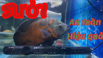 Cách dùng sưởi cho bể cá tiết kiệm và an toàn
