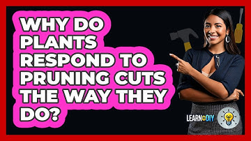 Why Do Plants Respond To Pruning Cuts The Way They Do? - LearnToDIY360.com