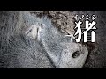 有害鳥獣捕獲員の日常87【デカ猪】