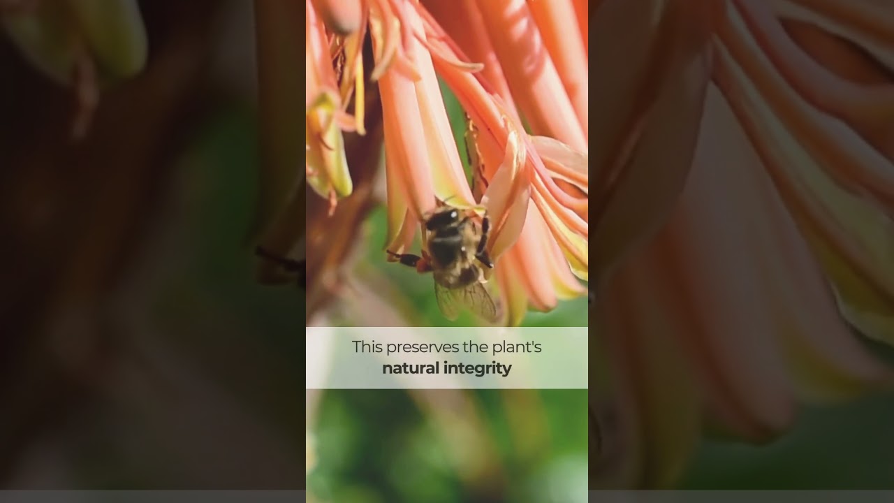 HANDPICKED FROM THE WILD