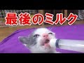 子猫のロッキー、最後のミルク。