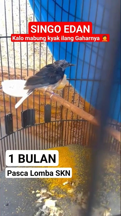 Kondisi SINGO EDAN MABUNG