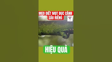 Mẹo Diệt Mọt Đục Cành Sầu Riêng Dễ Dàng, Hiệu Quả Và Không Tốn Kém | Nông Nghiệp Tây Nguyên TKA