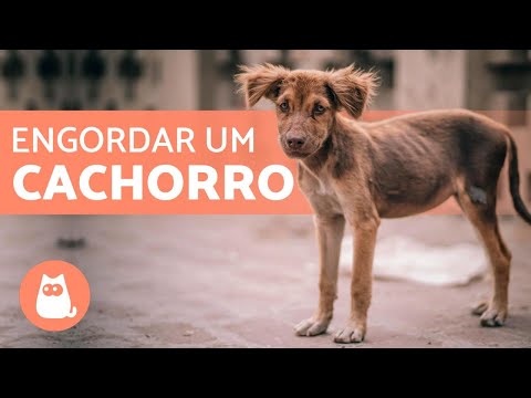 Vídeo: Como Engordar Um Cachorro