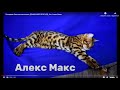 Презентация бенгальского кота  Алекс Макс Домашний Леопард