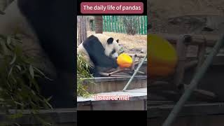 The daily life of pandas #funny