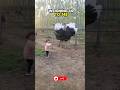 Amazing Facts About Ostriches😲😍#youtubeshorts #facts #shorts #ytshorts #shortsfeed #animals #ostrich