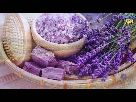 Ý nghĩa của hoa oải hương (Lavender) - BINGO Smile